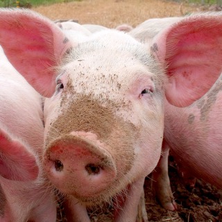 Czy z uwagi na wyższy udział włókna śruta rzepakowa jest mniej przydatna w żywieniu świń aniżeli śruta sojowa?